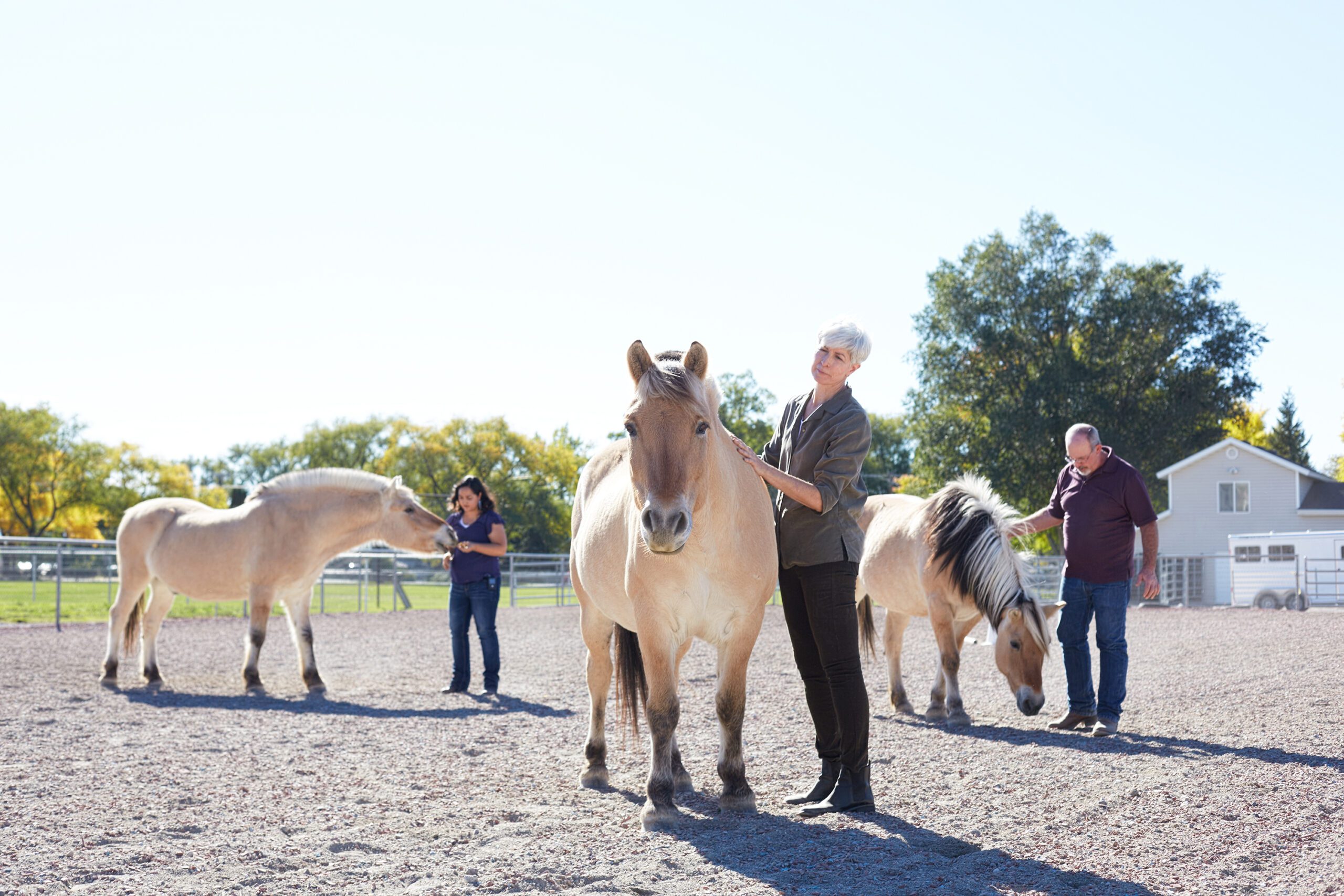 Three horses being petted individually by three different adults