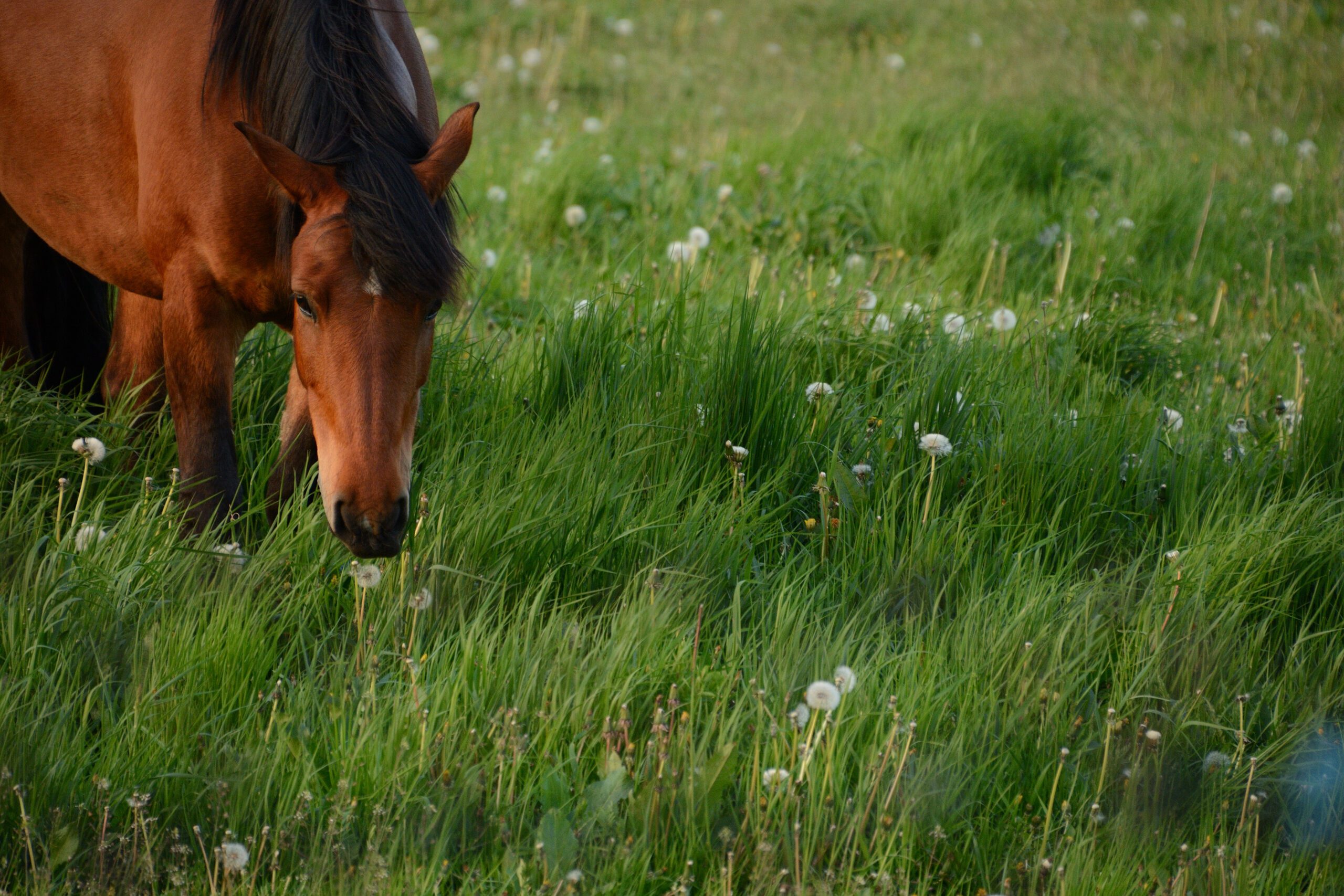 A horse in a lush green field