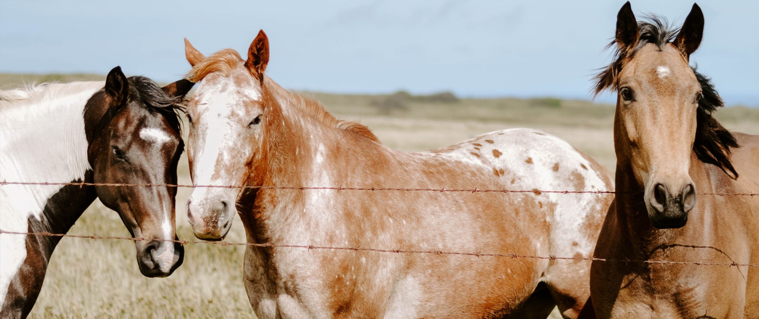 Three horses behind a barbed wire fence