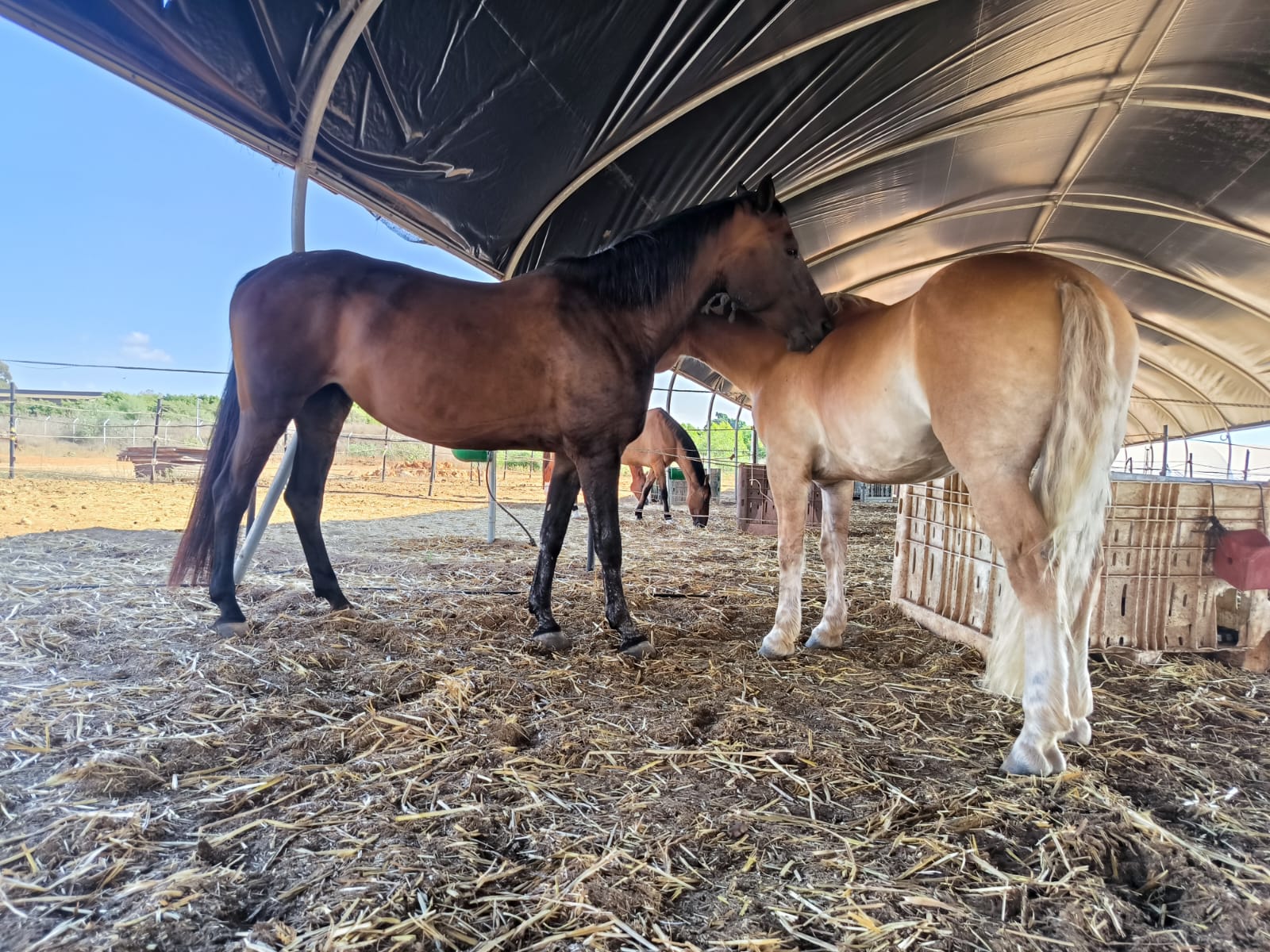 Two horse under a canopied arena.