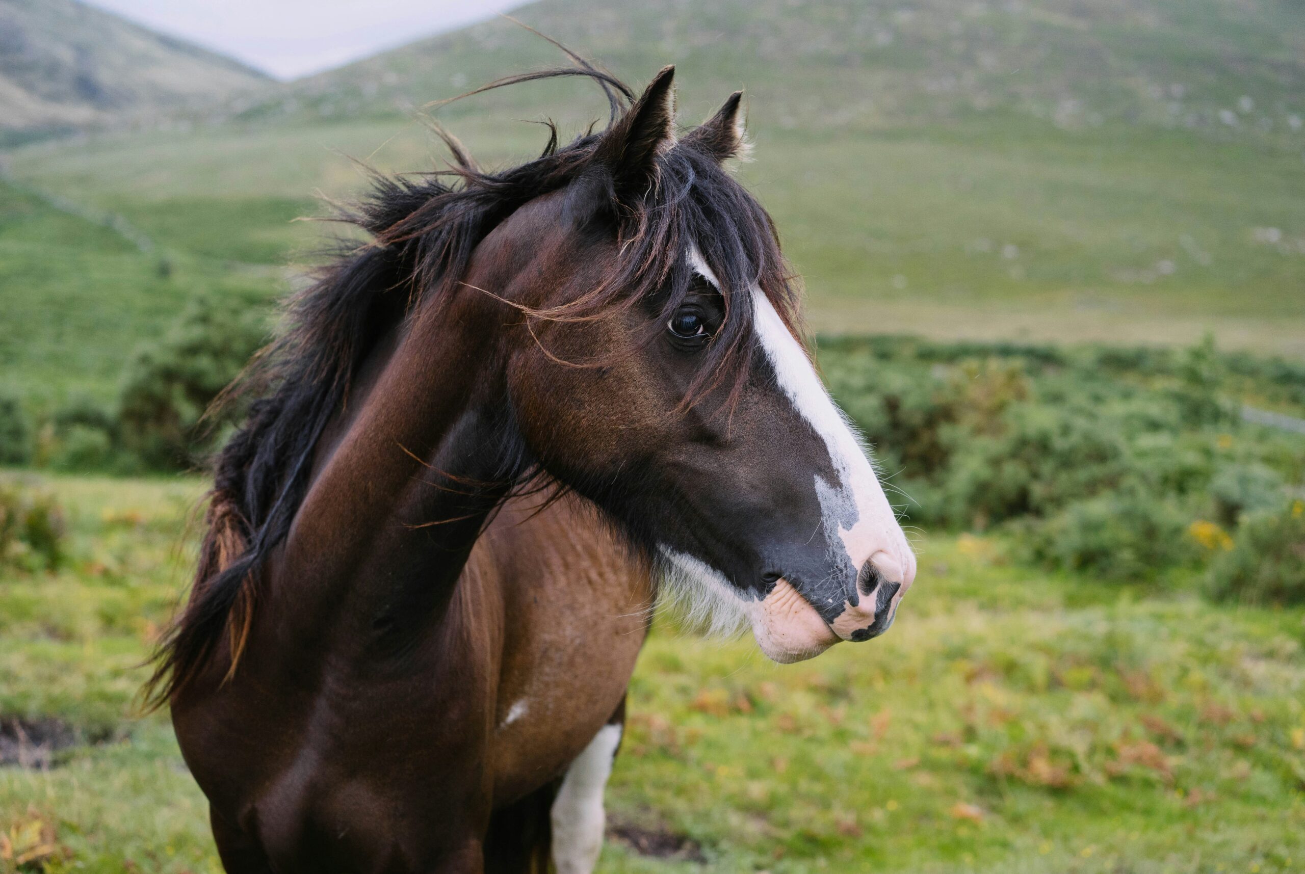Closeup image of a horse.