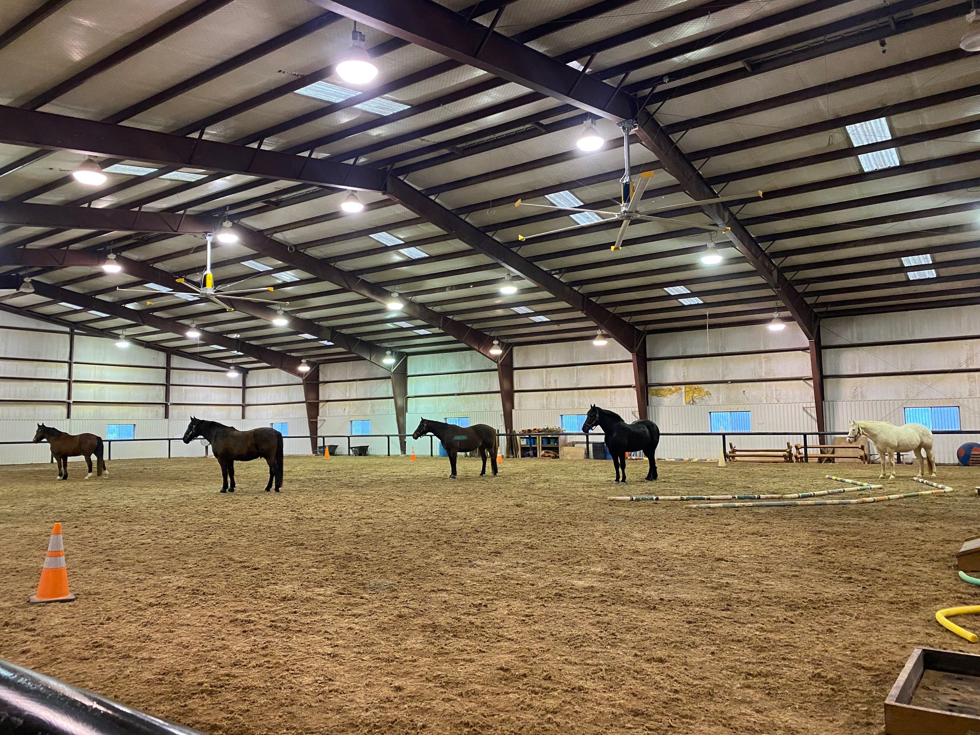 A group of horses in an arena to help illustrate what is equine-assisted psychotherapy.